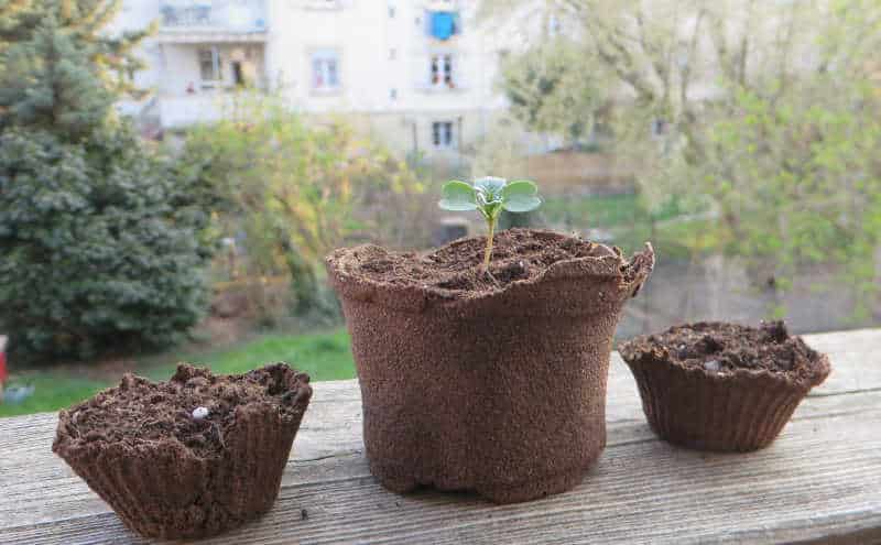 Pots à semis biodégradables en marc de café faits lors d'un atelier