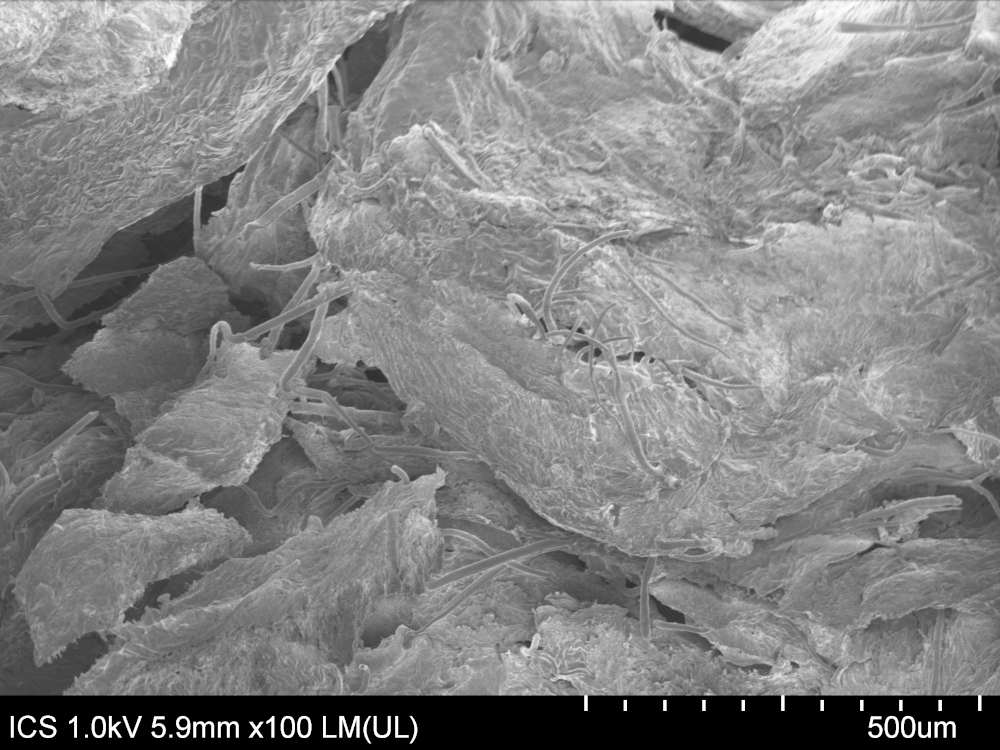 Image par microscopie électronique à balayage d'une matière en thé thermocomprimé